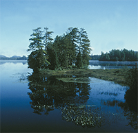 Solutions for Invasive Species Continue to Flow in the Adirondacks